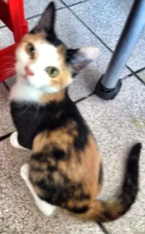 Gato raça Sem raça definida idade 2 a 6 meses nome Nina