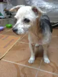 truffa