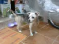 truffa