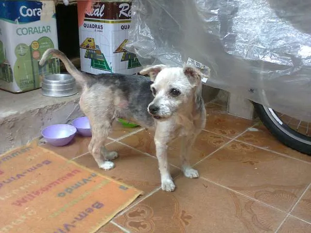 Cachorro ra a Poodle idade 5 anos nome truffa