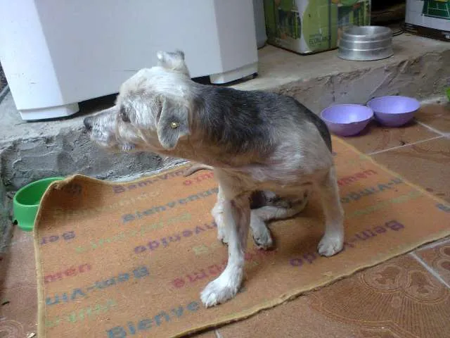 Cachorro ra a Poodle idade 5 anos nome truffa