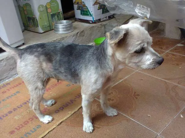 Cachorro ra a Poodle idade 5 anos nome truffa