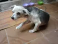 truffa