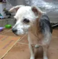 truffa