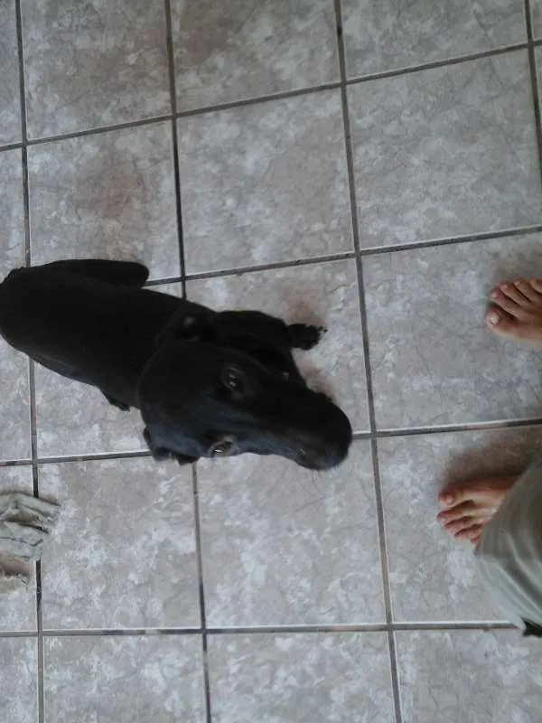 Cachorro raça SRD idade 2 a 6 meses nome Lupinho