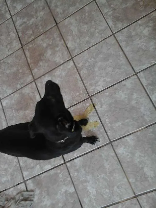 Cachorro raça SRD idade 2 a 6 meses nome Lupinho