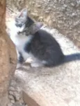 Alegria 