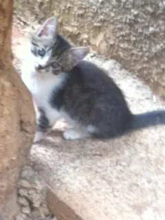 Gato ra a  idade 2 a 6 meses nome Alegria 