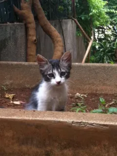Gato ra a  idade 2 a 6 meses nome Serena 