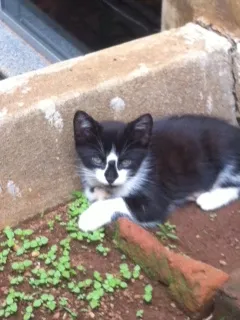 Gato ra a  idade 2 a 6 meses nome Mimo