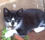 Gato raça  idade 2 a 6 meses nome Mimo