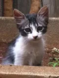 Gato raça  idade 2 a 6 meses nome Serena 