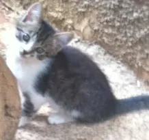 Gato raça  idade 2 a 6 meses nome Alegria 
