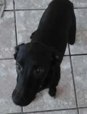 Cachorro raça SRD idade 2 a 6 meses nome Lupinho