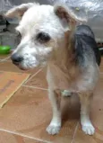 truffa