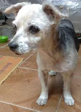 Cachorro raça Poodle idade 5 anos nome truffa