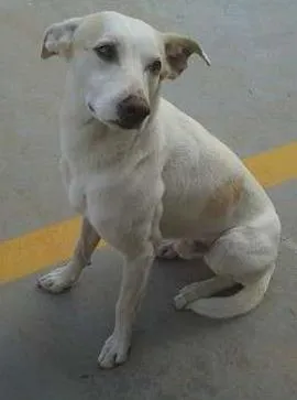 Cachorro raça SRD idade 3 anos nome Menino