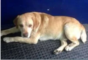 Cachorro raça Labrador idade 3 anos nome Labrador