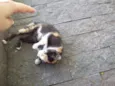 Xaninha
