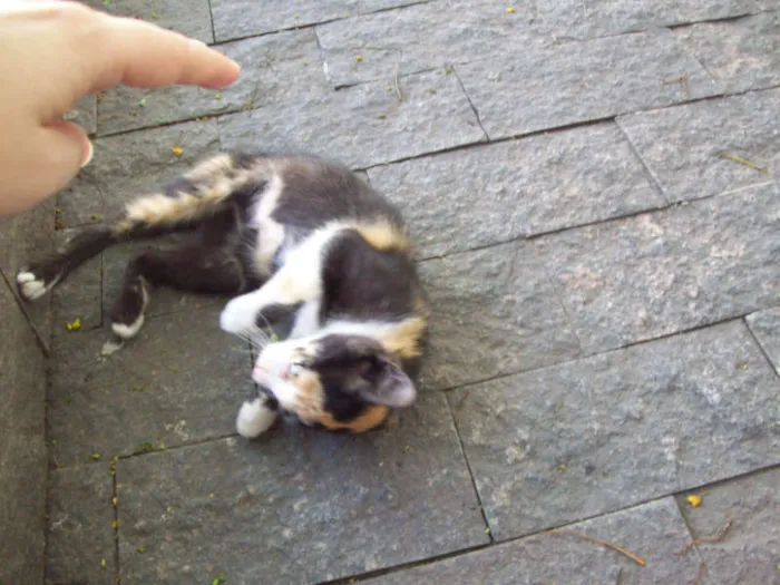Gato ra a  idade 2 a 6 meses nome Xaninha