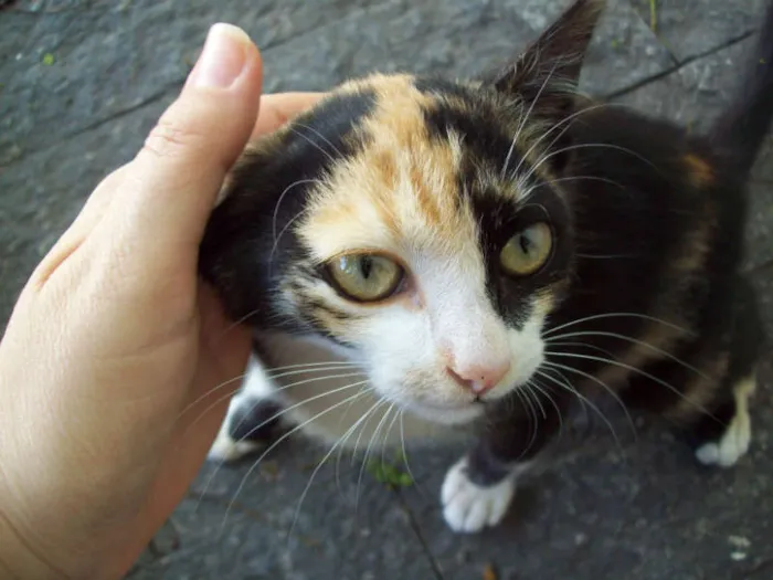 Gato ra a  idade 2 a 6 meses nome Xaninha