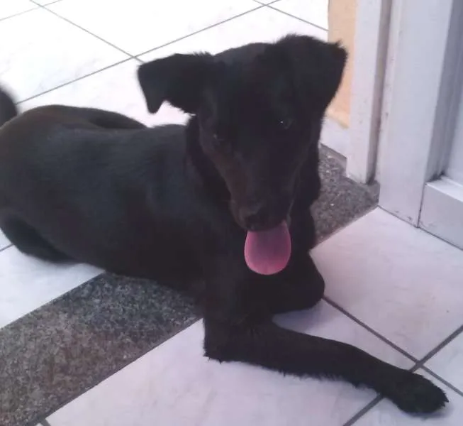 Cachorro ra a Nao definida idade 2 anos nome Lila GRATIFICA