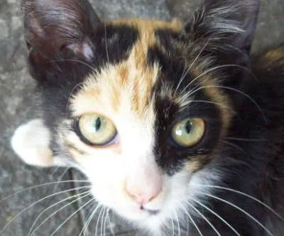 Gato ra a  idade 2 a 6 meses nome Xaninha