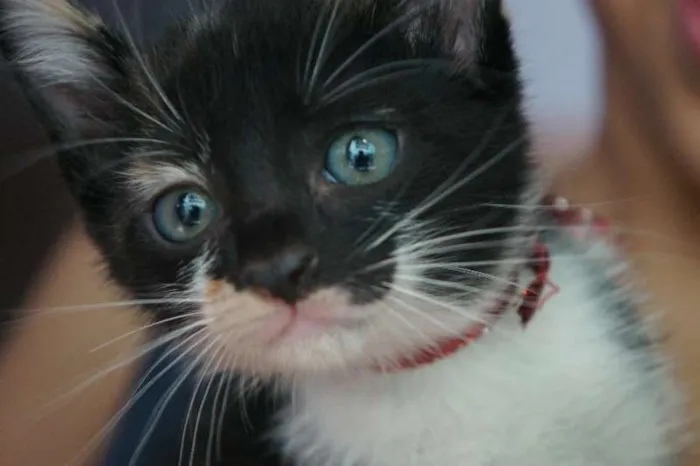 Gato raça Vira Lata idade Abaixo de 2 meses nome -- 