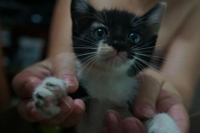 Gato raça Vira Lata idade Abaixo de 2 meses nome -- 