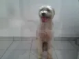 buster