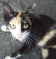Xaninha