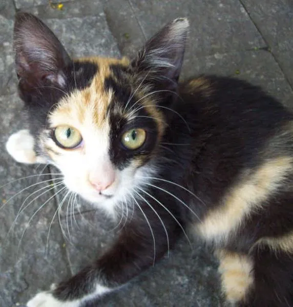 Gato ra a  idade 2 a 6 meses nome Xaninha