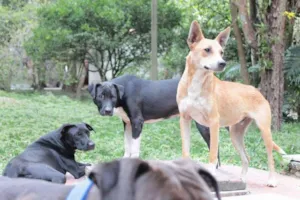 Cachorro raça SRD idade 7 a 11 meses nome machos castrados
