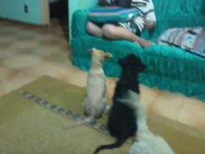 Cachorro raça Poodle idade 7 a 11 meses nome truvão