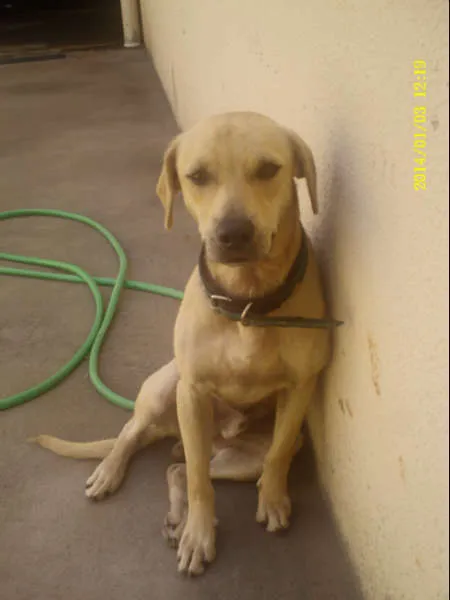 Cachorro ra a MESTIÇO LABRADOR idade 2 a 6 meses nome MARLEY