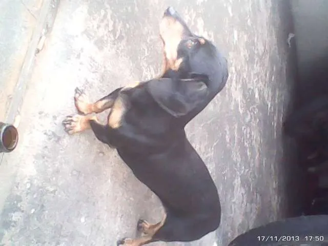 Cachorro ra a Basset-Cofap idade 3 anos nome nina