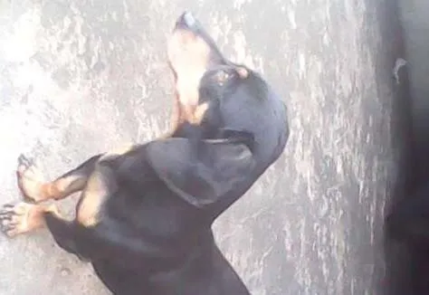 Cachorro ra a Basset-Cofap idade 3 anos nome nina