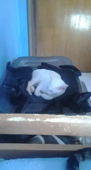 Gato raça SRD idade 2 a 6 meses nome URGENTE! Três gatinhos