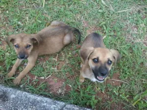 Cachorro raça vira lata idade Abaixo de 2 meses nome Nina e Nani