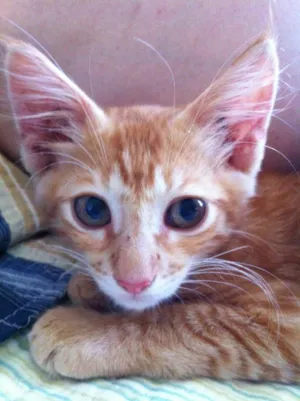 Gato raça Maine coom idade 2 a 6 meses nome Megg