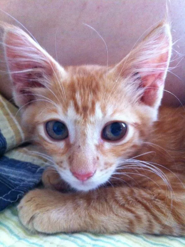 Gato ra a Maine coom idade 2 a 6 meses nome Megg