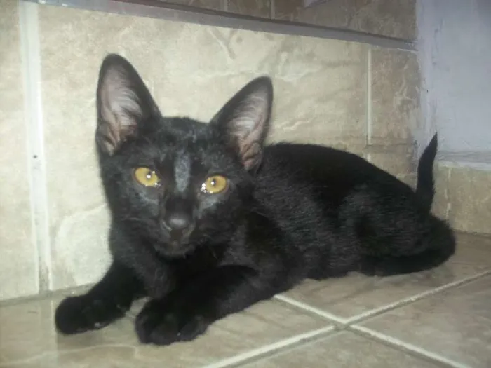 Gato ra a  idade 2 a 6 meses nome sem nome