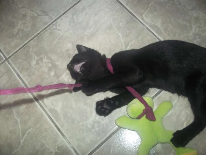 Gato ra a  idade 2 a 6 meses nome sem nome