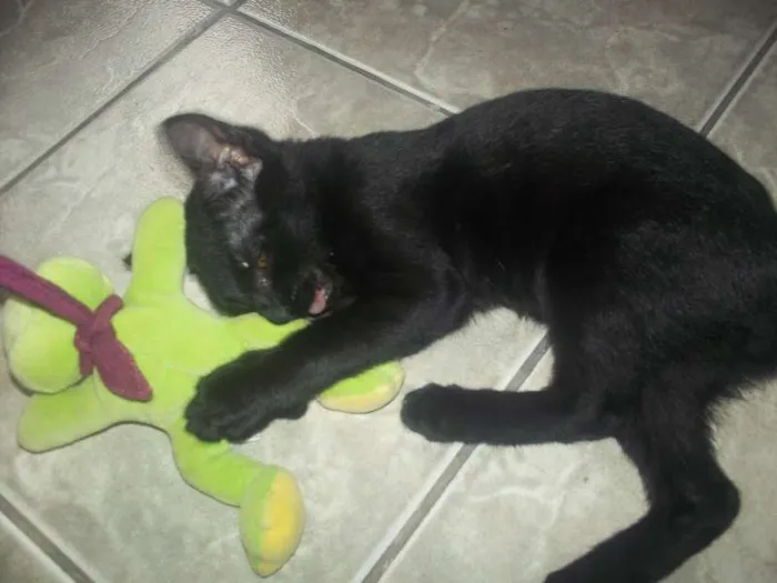 Gato ra a  idade 2 a 6 meses nome sem nome
