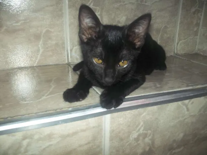 Gato ra a  idade 2 a 6 meses nome sem nome