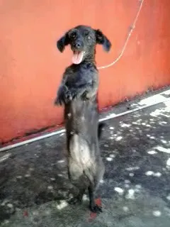 Cachorro raça Poodle idade 6 ou mais anos nome Mag