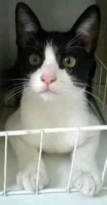 Gato raça SRD idade 2 a 6 meses nome Valdisney, o gato-c