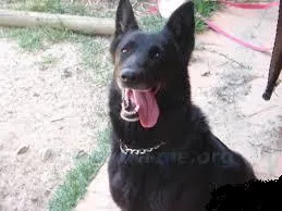 Cachorro raça Pastor Belga idade 3 anos nome lyon