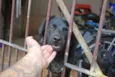 FILHOTE 8 MESES POR