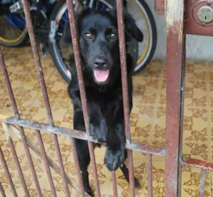 Cachorro raça SRD idade 7 a 11 meses nome FILHOTE 8 MESES POR